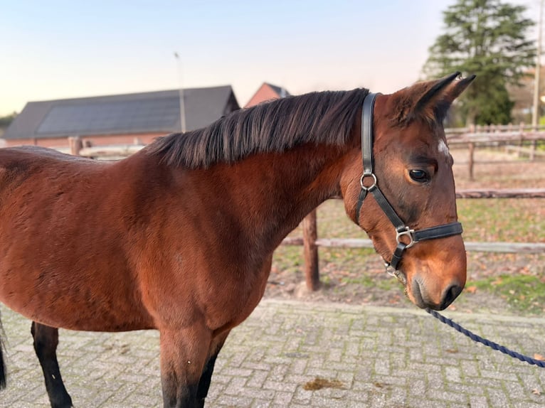 Altri cavalli a sangue caldo Giumenta 7 Anni 147 cm Baio scuro in Heusden zolder
