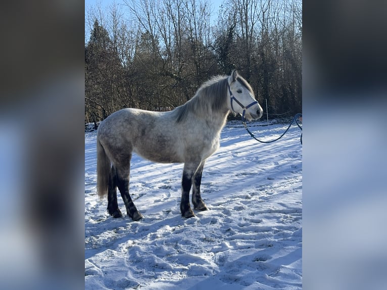 Altri cavalli a sangue caldo Mix Giumenta 7 Anni 152 cm Grigio in Fuchstal