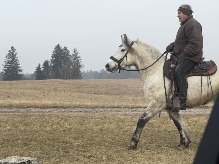 Altri cavalli a sangue caldo Mix Giumenta 7 Anni 154 cm Grigio in Fuchstal