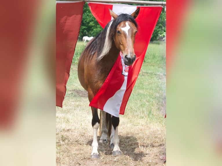 Altri cavalli a sangue caldo Giumenta 7 Anni 155 cm in Ribbesbüttel