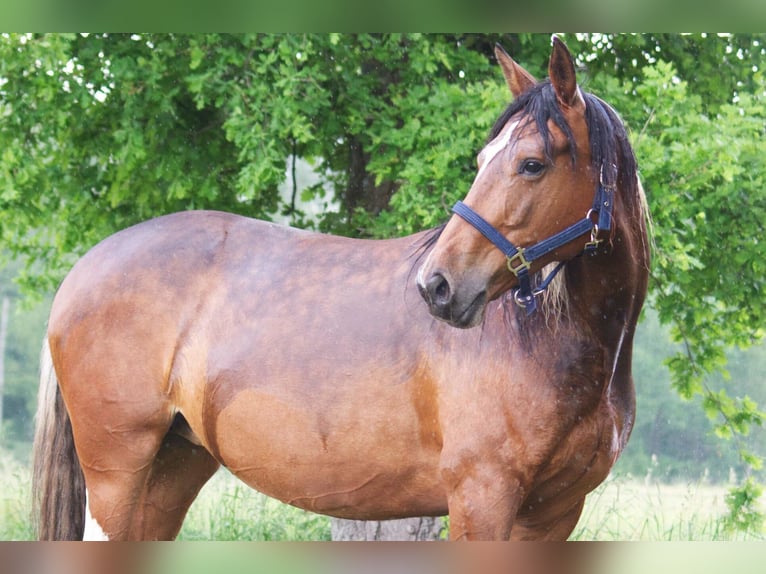 Altri cavalli a sangue caldo Giumenta 7 Anni 155 cm in Ribbesbüttel