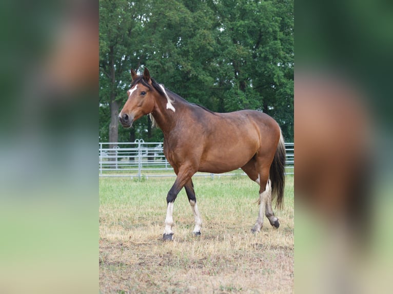 Altri cavalli a sangue caldo Giumenta 7 Anni 155 cm in Ribbesbüttel