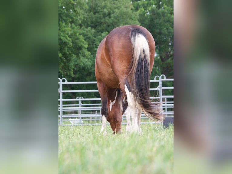 Altri cavalli a sangue caldo Giumenta 7 Anni 155 cm in Ribbesbüttel