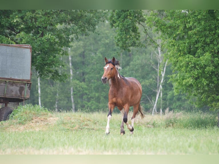 Altri cavalli a sangue caldo Giumenta 7 Anni 155 cm in Ribbesbüttel