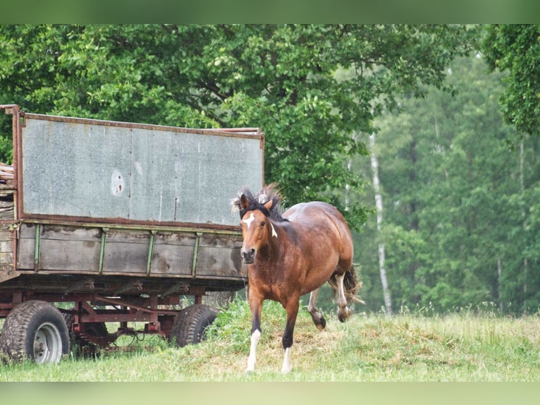 Altri cavalli a sangue caldo Giumenta 7 Anni 155 cm in Ribbesbüttel