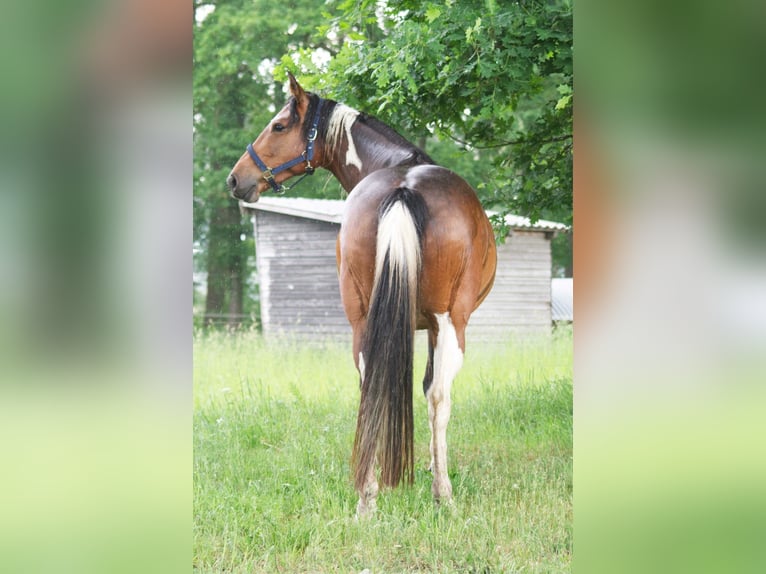 Altri cavalli a sangue caldo Giumenta 7 Anni 155 cm in Ribbesbüttel