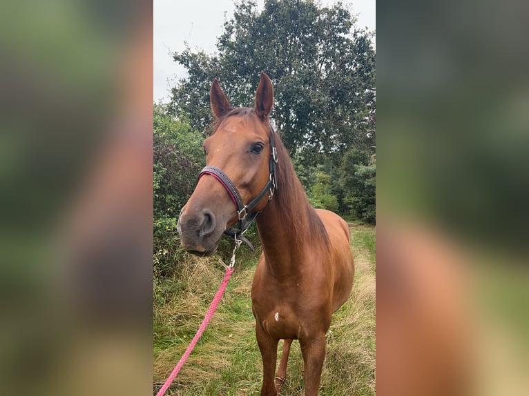 Altri cavalli a sangue caldo Giumenta 7 Anni 155 cm Sauro in Muhr am See