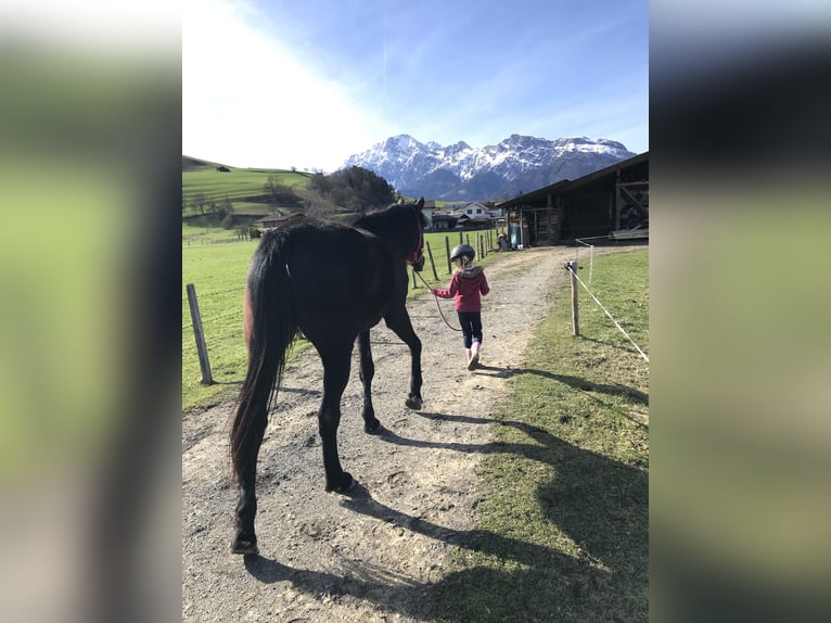 Altri cavalli a sangue caldo Mix Giumenta 7 Anni 160 cm Baio nero in Unterpuchenau