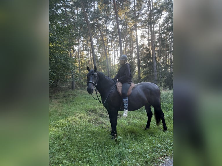 Altri cavalli a sangue caldo Giumenta 7 Anni 160 cm Baio scuro in Hüttenberg