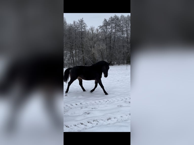 Altri cavalli a sangue caldo Giumenta 7 Anni 160 cm Baio scuro in Hüttenberg