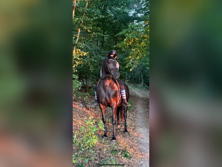Altri cavalli a sangue caldo Giumenta 7 Anni 160 cm Baio scuro in Hüttenberg