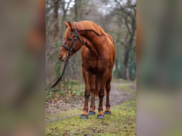 Altri cavalli a sangue caldo Giumenta 7 Anni 160 cm Sauro in Békéscsaba