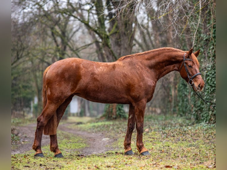 Altri cavalli a sangue caldo Giumenta 7 Anni 160 cm Sauro in Békéscsaba