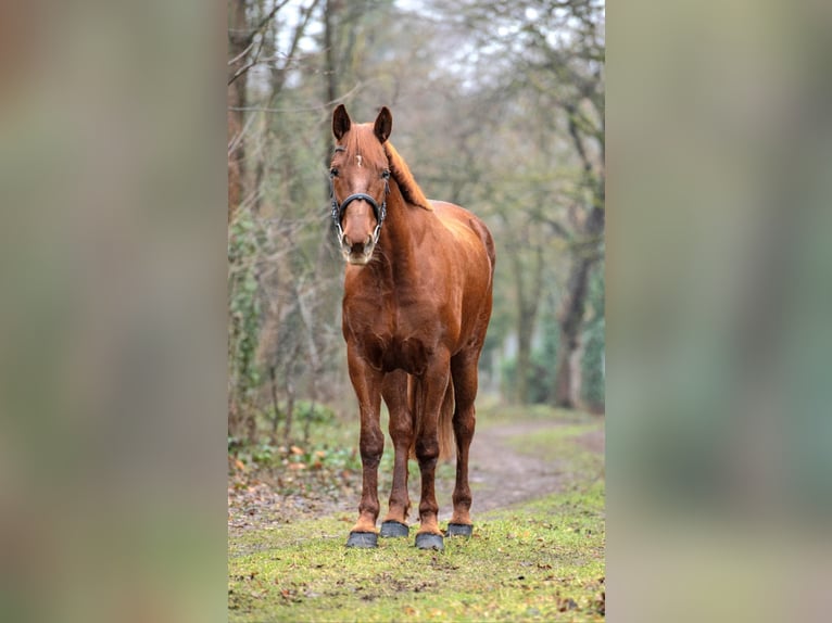 Altri cavalli a sangue caldo Giumenta 7 Anni 160 cm Sauro in Békéscsaba