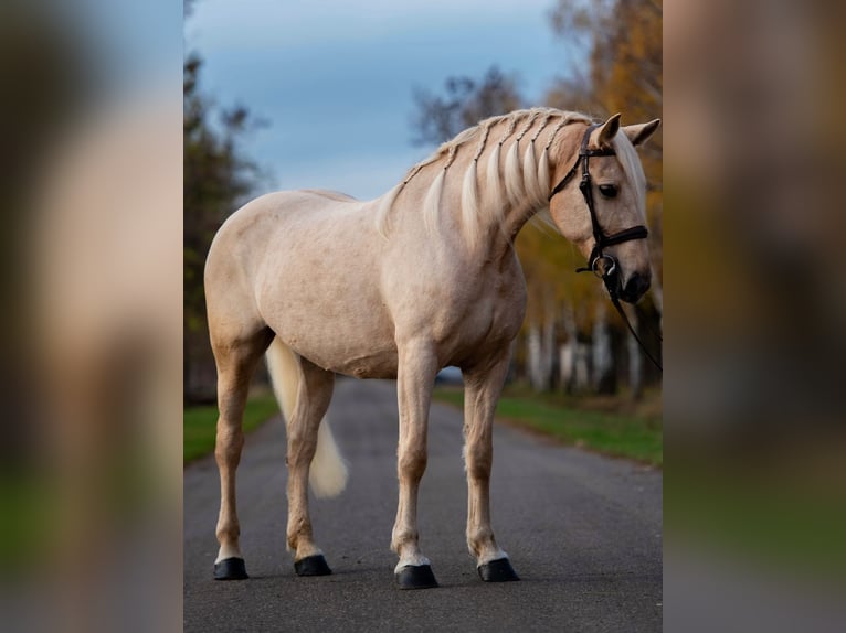 Altri cavalli a sangue caldo Giumenta 7 Anni 163 cm Palomino in Mez&#x151;hegyes