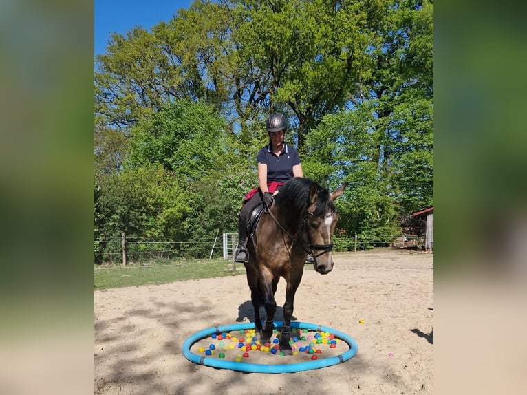Altri cavalli a sangue caldo Giumenta 7 Anni 164 cm Pelle di daino in Tiste