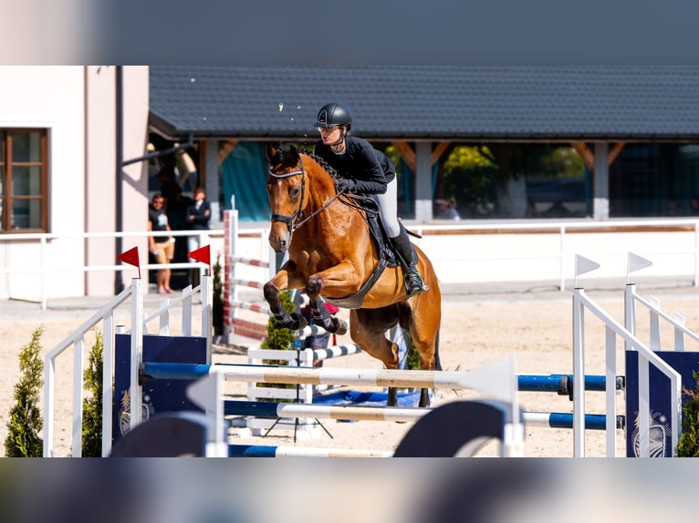 Altri cavalli a sangue caldo Giumenta 7 Anni 165 cm Baio ciliegia in Stryków