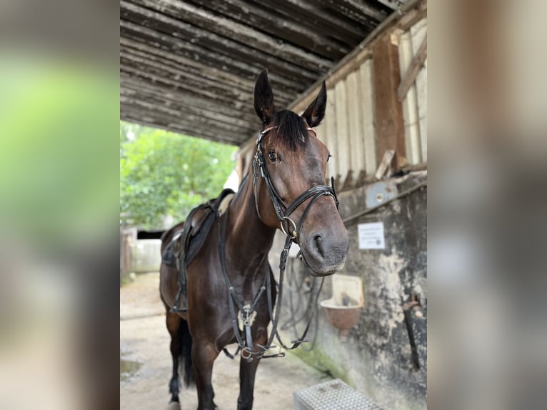 Altri cavalli a sangue caldo Giumenta 7 Anni 165 cm Baio scuro in Mücke