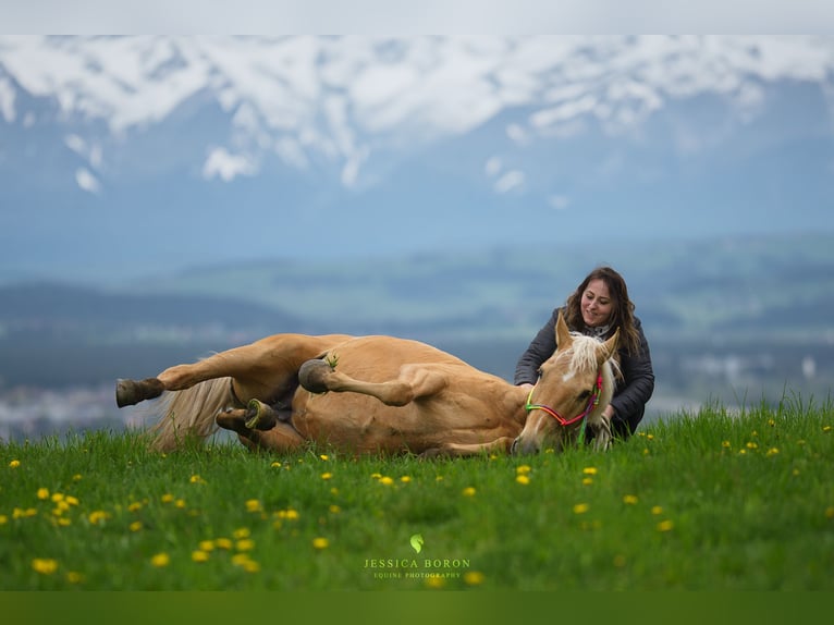 Altri cavalli a sangue caldo Giumenta 7 Anni 165 cm Palomino in Gronków