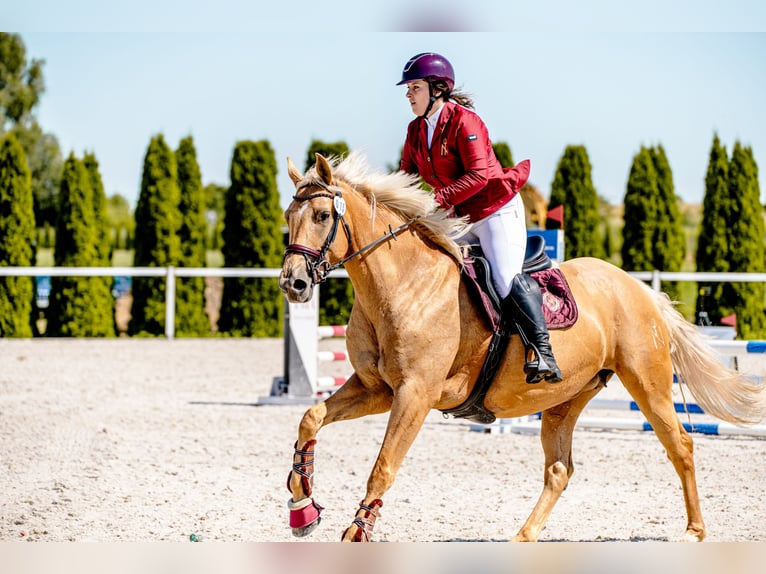 Altri cavalli a sangue caldo Giumenta 7 Anni 165 cm Palomino in Gronków