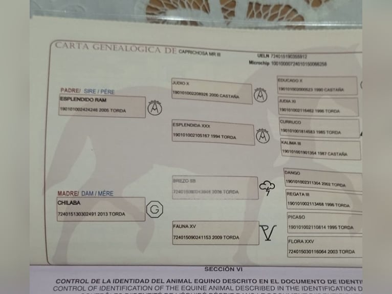 Altri cavalli a sangue caldo Giumenta 7 Anni 166 cm Baio scuro in Andalucía