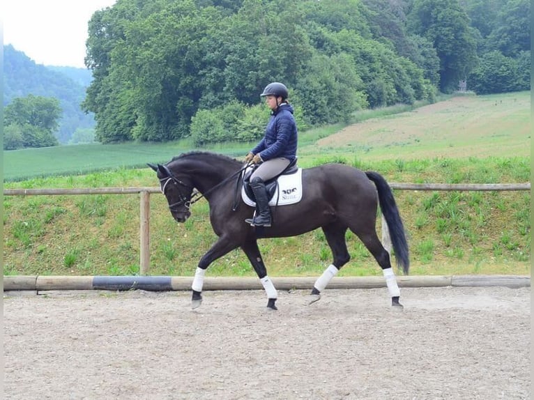 Altri cavalli a sangue caldo Giumenta 7 Anni 167 cm Morello in Wellheim
