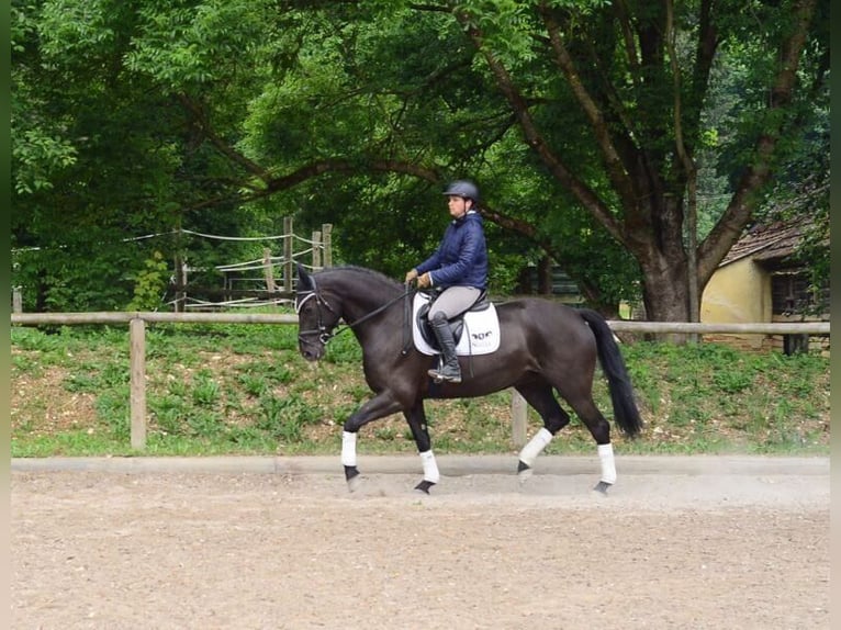Altri cavalli a sangue caldo Giumenta 7 Anni 167 cm Morello in Wellheim