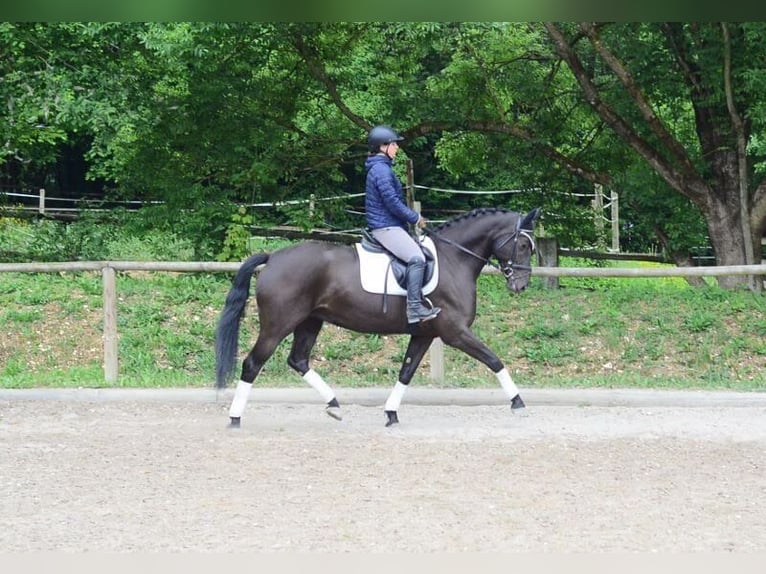 Altri cavalli a sangue caldo Giumenta 7 Anni 167 cm Morello in Wellheim
