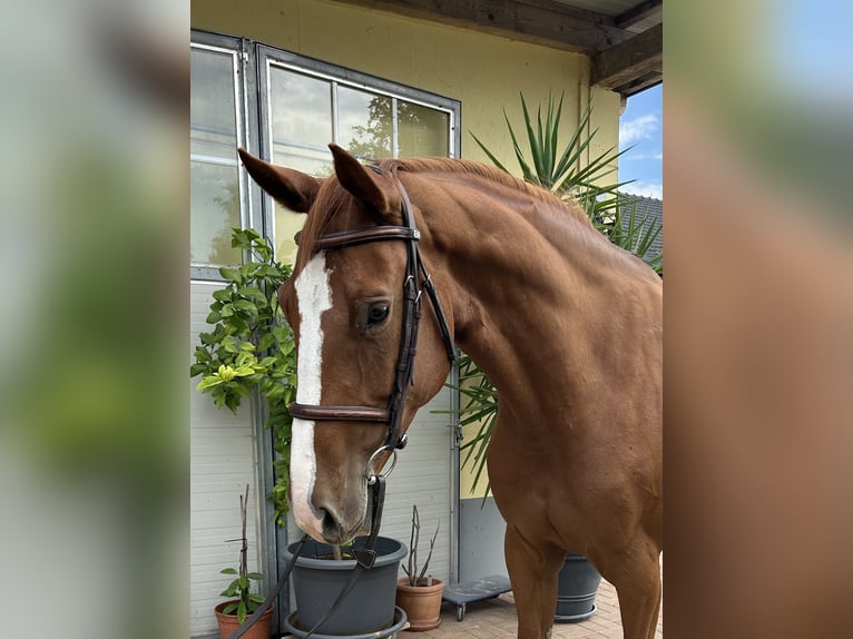 Altri cavalli a sangue caldo Giumenta 7 Anni 167 cm Sauro in Kühnsdorf