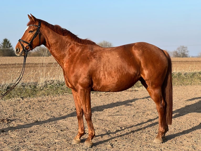 Altri cavalli a sangue caldo Giumenta 7 Anni 168 cm Sauro in Nehms
