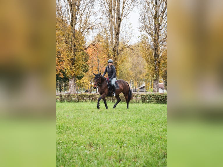 Altri cavalli a sangue caldo Giumenta 8 Anni 155 cm Baio in Karlsruhe