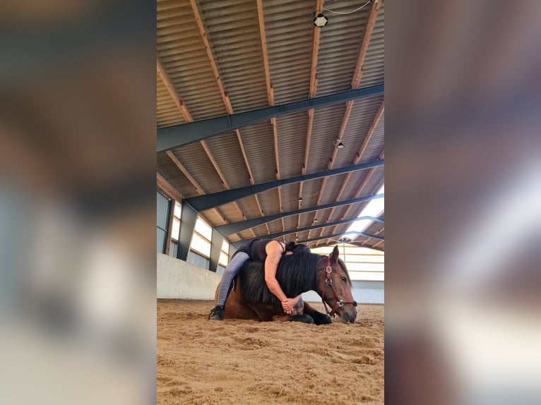 Altri cavalli a sangue caldo Mix Giumenta 8 Anni 160 cm Baio in Laatzen