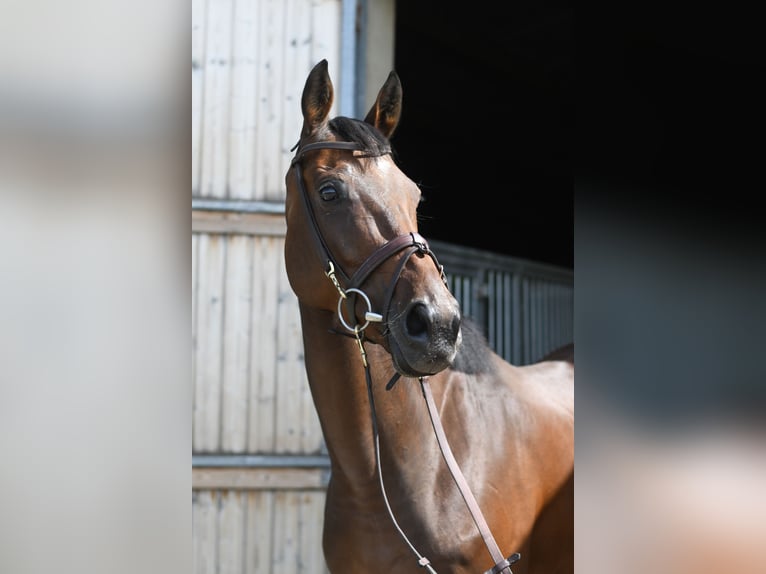 Altri cavalli a sangue caldo Giumenta 8 Anni 162 cm Baio in Geilenkirchen