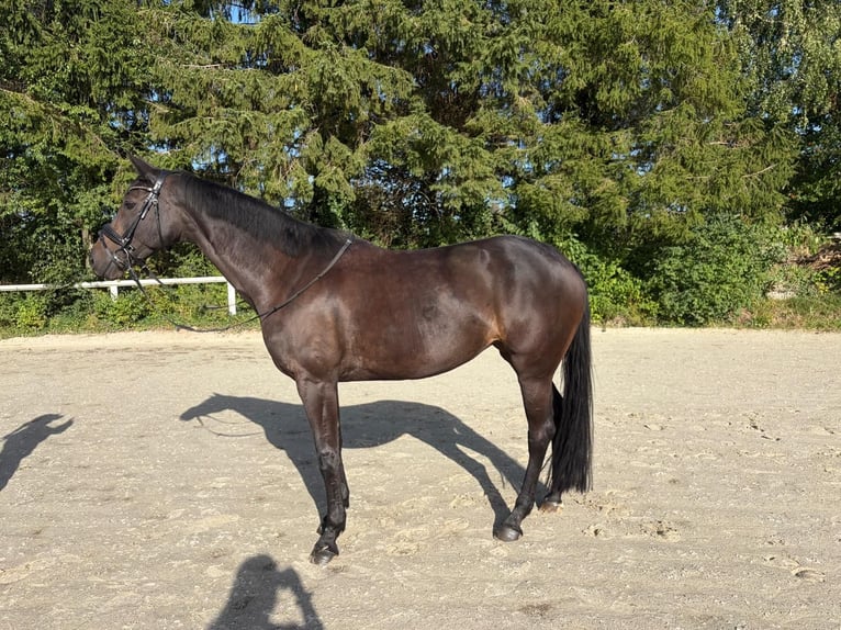 Altri cavalli a sangue caldo Giumenta 8 Anni 165 cm Baio scuro in Warstein