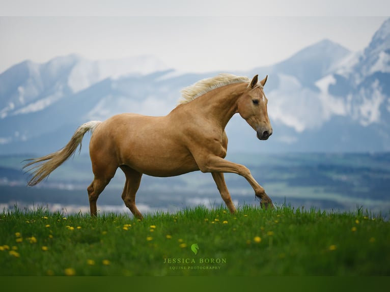 Altri cavalli a sangue caldo Giumenta 8 Anni 165 cm Palomino in Gronków