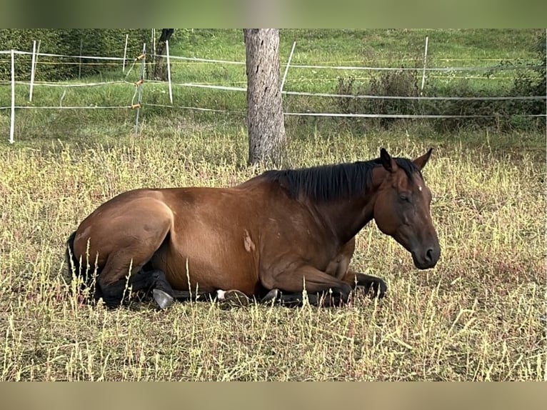 Altri cavalli a sangue caldo Giumenta 8 Anni 170 cm Baio scuro in Butzbach