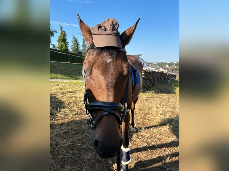 Altri cavalli a sangue caldo Giumenta 8 Anni 170 cm Baio scuro in Butzbach