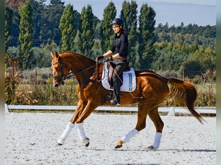 Altri cavalli a sangue caldo Giumenta 8 Anni 175 cm Sauro scuro in Trzebnica