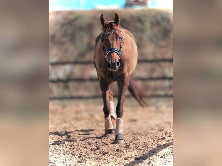 Altri cavalli a sangue caldo Giumenta 8 Anni 175 cm Sauro scuro in Trzebnica