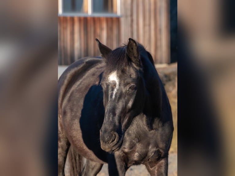 Altri cavalli a sangue caldo Giumenta 8 Anni in Stainz