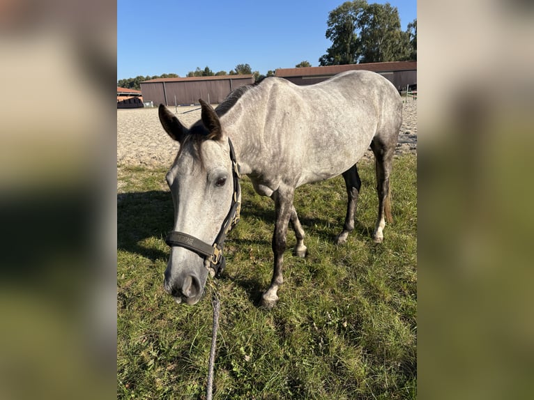 Altri cavalli a sangue caldo Giumenta 9 Anni 154 cm in Schwanebeck