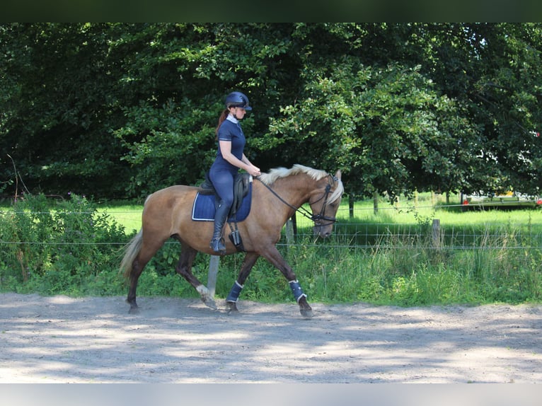 Altri cavalli a sangue caldo Mix Giumenta 9 Anni 156 cm Palomino in Wijk en aalburg