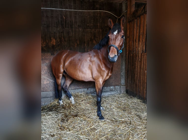 Altri cavalli a sangue caldo Giumenta 9 Anni 157 cm Baio ciliegia in Inwałd