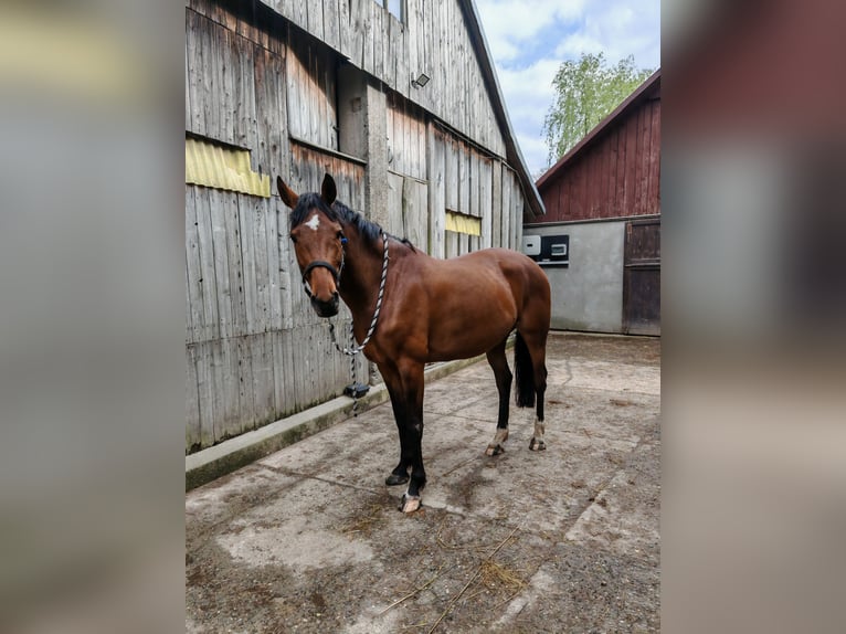 Altri cavalli a sangue caldo Giumenta 9 Anni 157 cm Baio ciliegia in Inwałd
