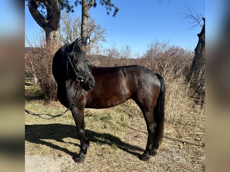 Altri cavalli a sangue caldo Giumenta 9 Anni 158 cm Morello in Pelmberg