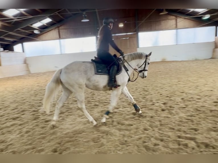 Altri cavalli a sangue caldo Giumenta 9 Anni 160 cm Grigio in Pelmberg