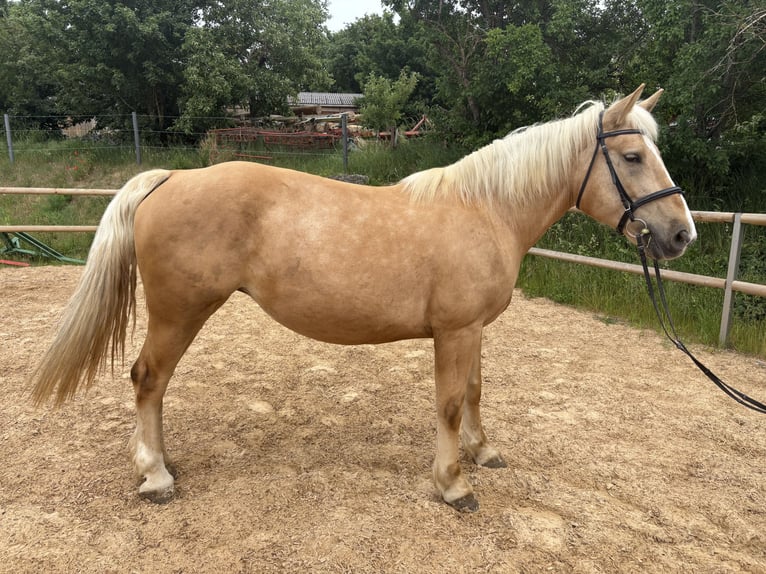 Altri cavalli a sangue caldo Giumenta 9 Anni 160 cm Palomino in Rennertshofen