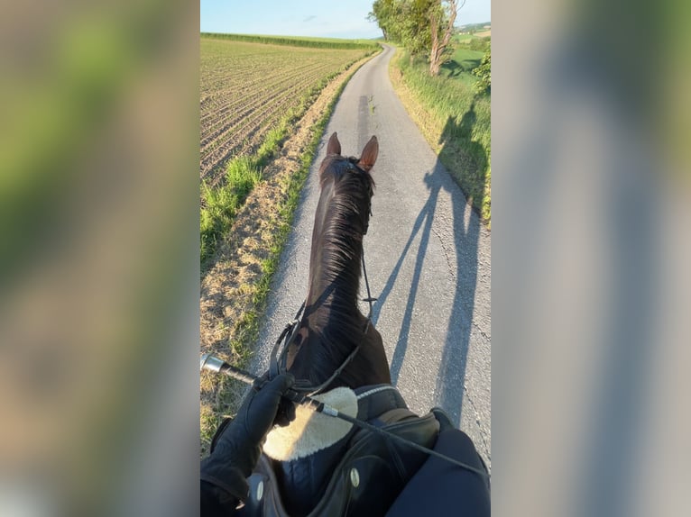 Altri cavalli a sangue caldo Giumenta 9 Anni 163 cm Baio nero in Wolfsbach