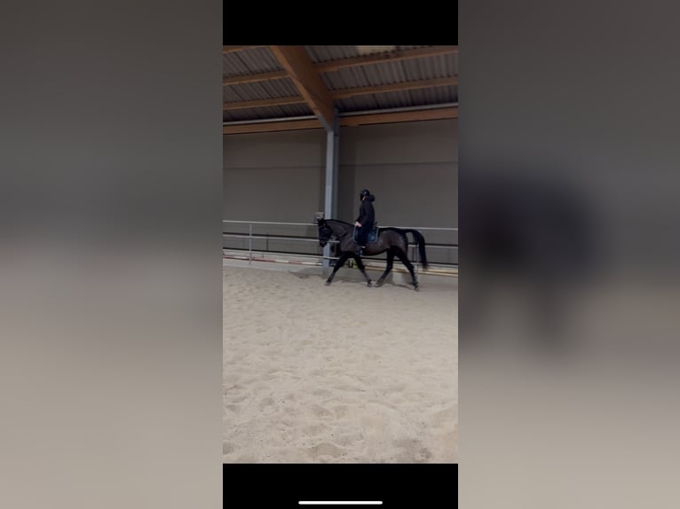 Altri cavalli a sangue caldo Giumenta 9 Anni 163 cm Baio nero in Wolfsbach