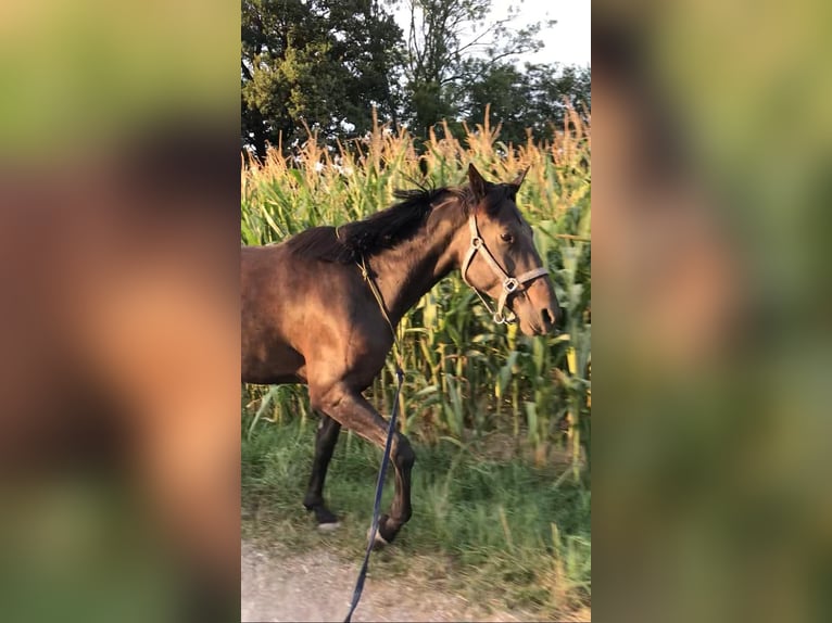 Altri cavalli a sangue caldo Mix Giumenta 9 Anni 164 cm Baio nero in Wolfsbach